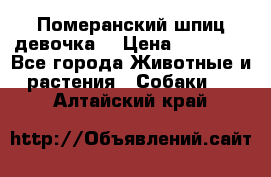 Померанский шпиц девочка  › Цена ­ 50 000 - Все города Животные и растения » Собаки   . Алтайский край